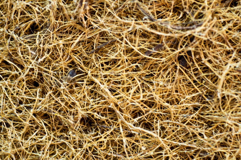 Pine Straw Installation